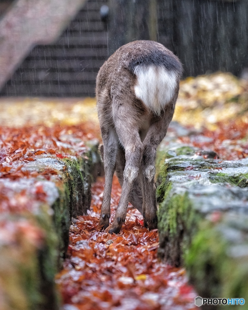 雨降り子鹿と奈良公園