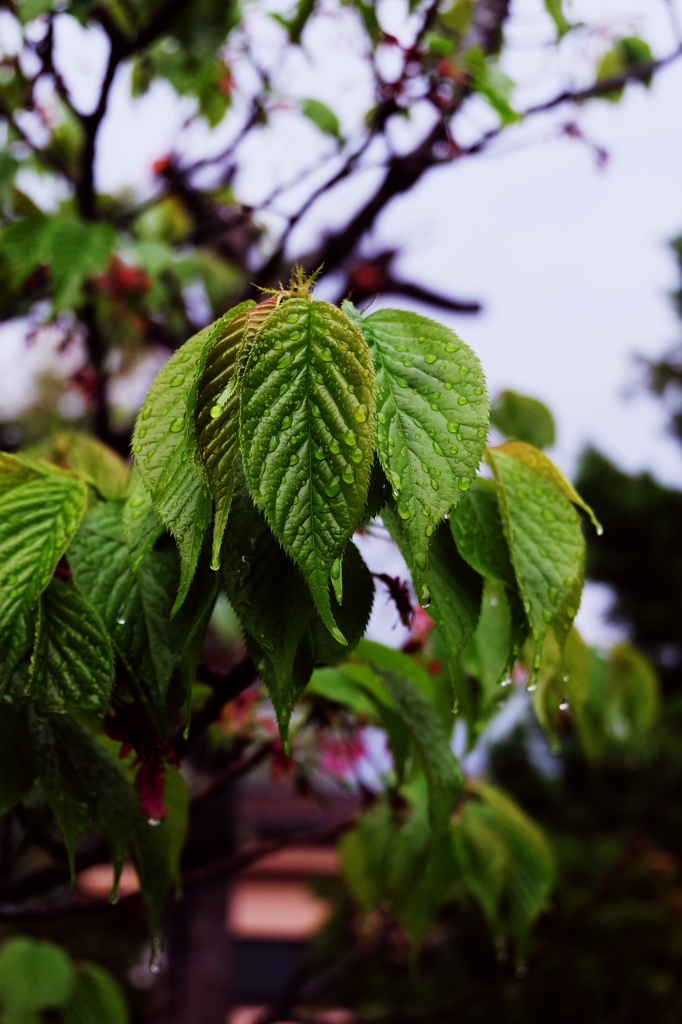 雨上がりの葉