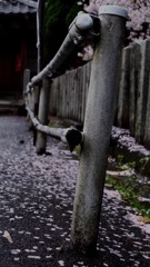 散りゆく桜