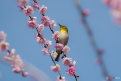 枝垂れ梅とメジロ