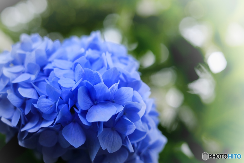 紫陽花