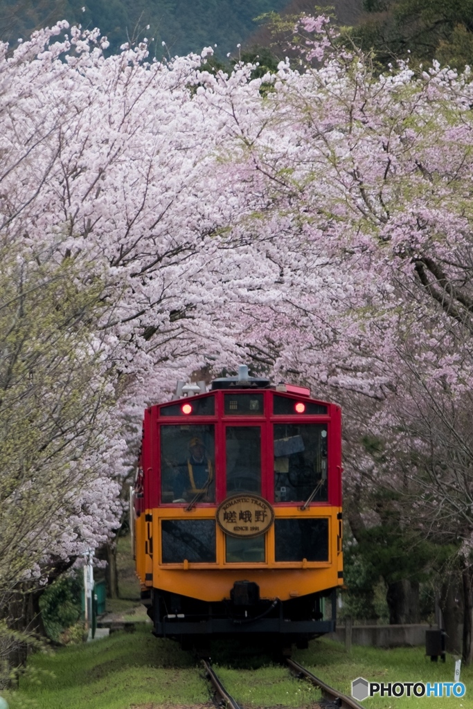 桜トンネル
