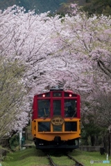 桜トンネル