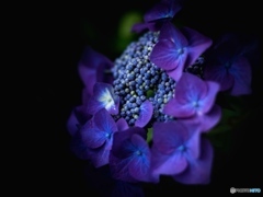 額紫陽花