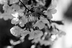 桜はもう少しかなぁ