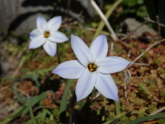 ハナニラ