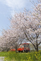 桜と菜の花