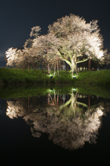 浅井の一本桜