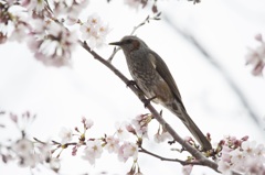 桜ヒヨドリ