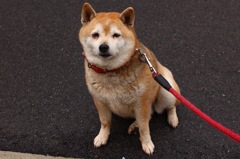M. 犬の心の声