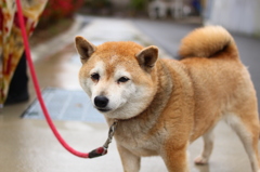 M. 犬の心の声