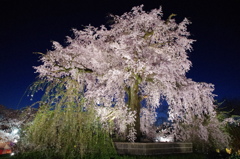円山公園　枝垂桜