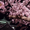 夜桜