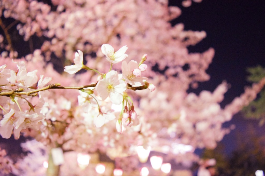 夜桜