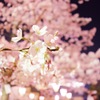 夜桜