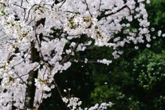 舞う桜