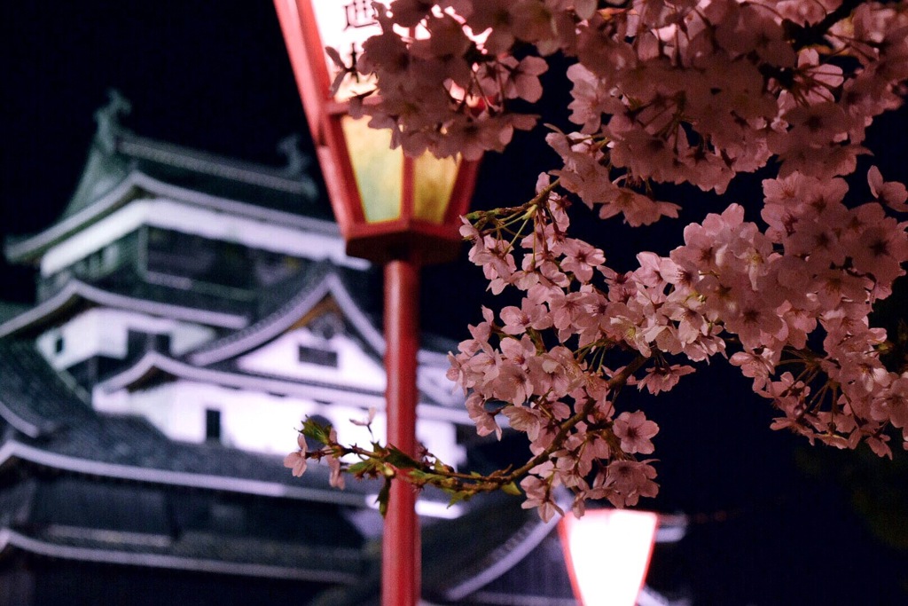 夜桜