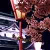 夜桜