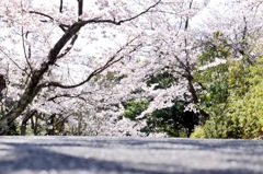 桜並木までの道