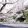 桜並木までの道
