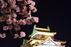 松江城の夜桜