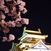 松江城の夜桜