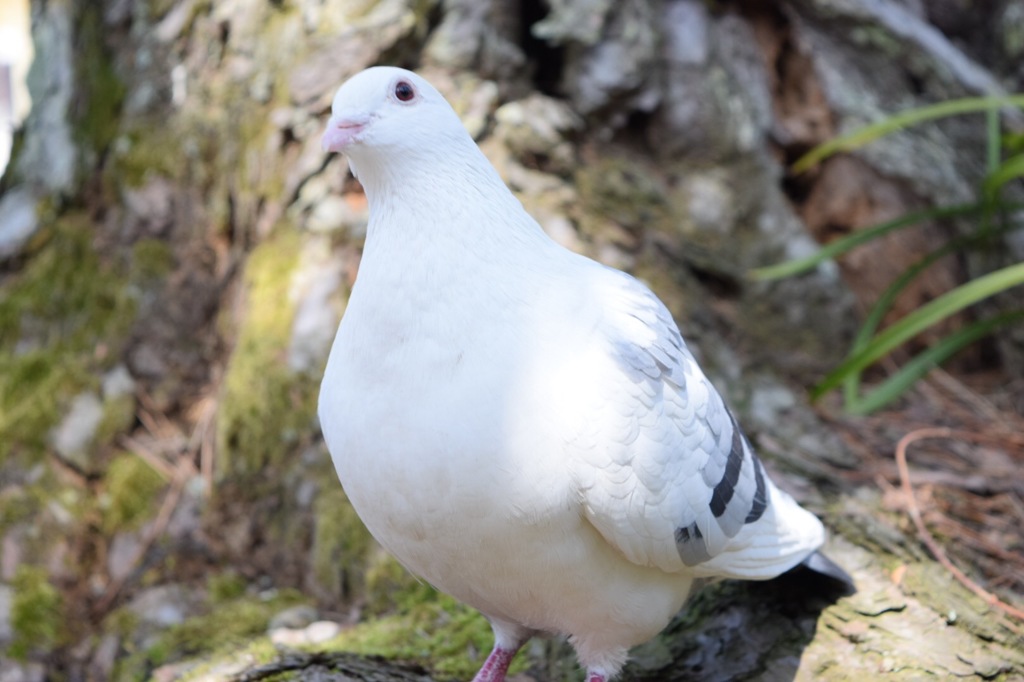 白い鳩