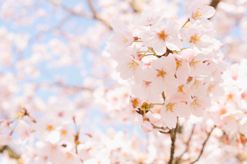 桜模様