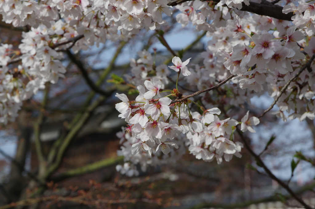 sakura