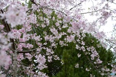 桜〜april〜