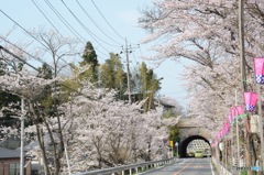 トンネルへ続く桜並木〜april〜