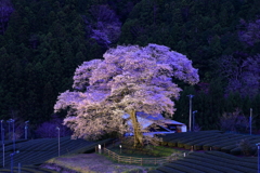 孤高なるもの