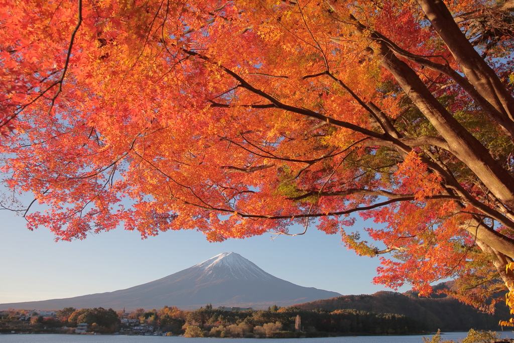 秋の朝日に照る山紅葉