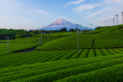 織りなす茶畑