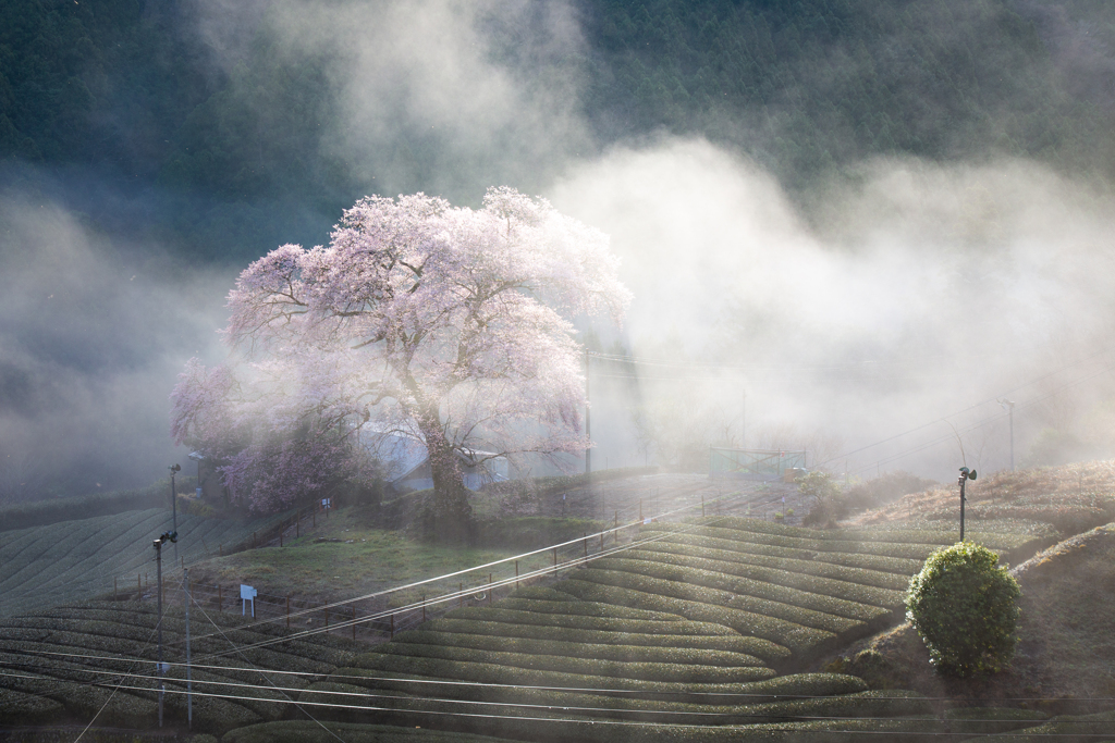 朝霧に包まれて