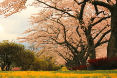 桜の並木道