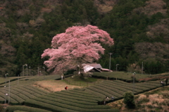 初めまして