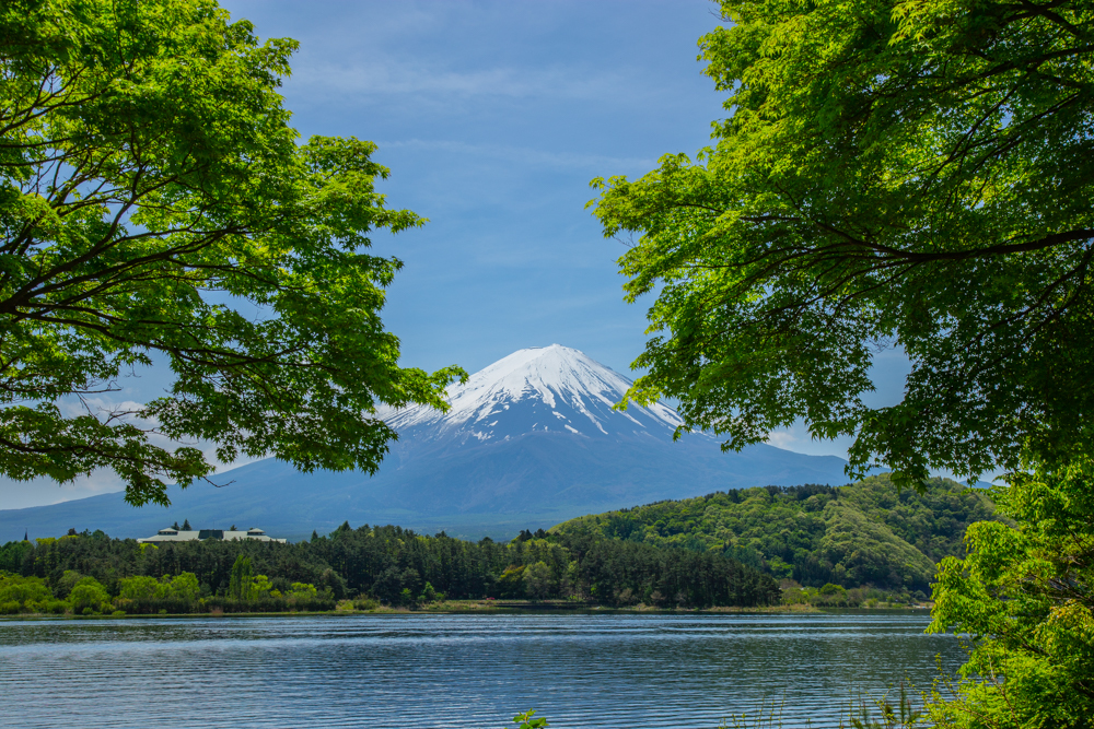 新緑に映える富士