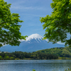 新緑に映える富士