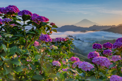 紫陽花が栄える季節