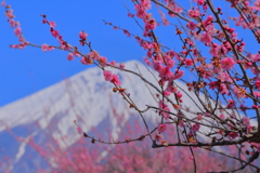 Spring has come