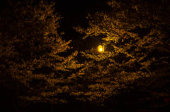 夜桜に浮かぶ