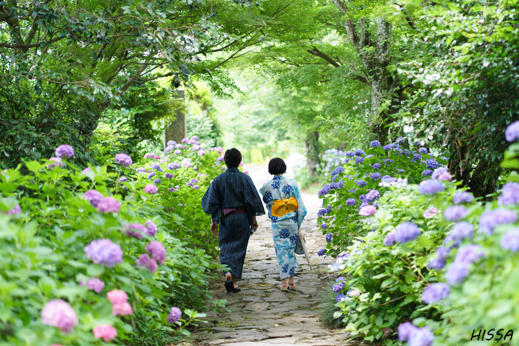 紫陽花の道