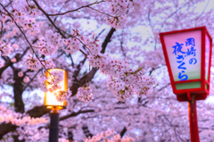 岡崎公園の桜