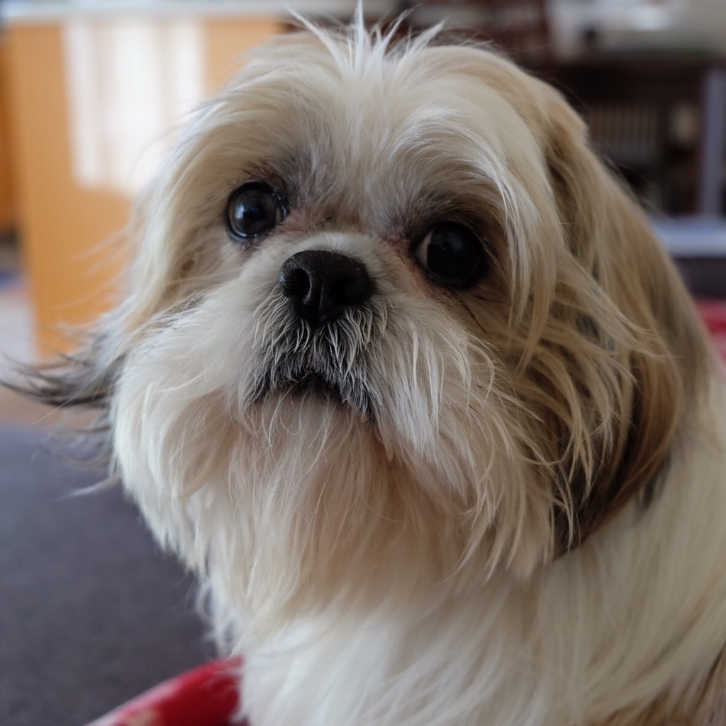 愛犬