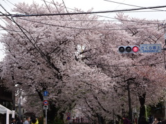 桜坂2016年最後の桜