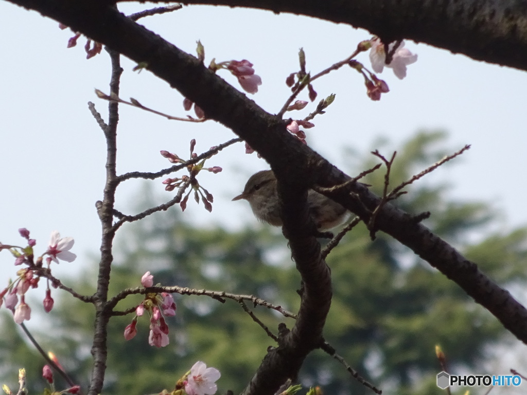 桜とウグイス