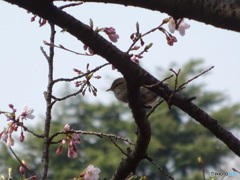桜とウグイス