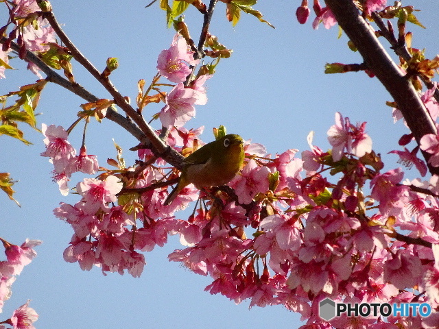 河津桜とメジロ
