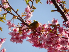 河津桜とメジロ